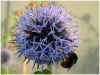 GED-Alliuim-Bumblebee2.jpg (67793 byte)