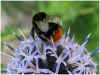 GED-Allium-Bumblebee.jpg (59405 byte)