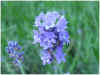 GED-Lavendel.jpg (37753 byte)