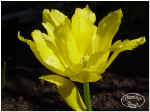 GED_Yellow_Tulip.jpg (111922 byte)