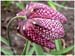 10-Fritillaria-meleagris