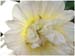 13-Narcissus-pseudonarcissu